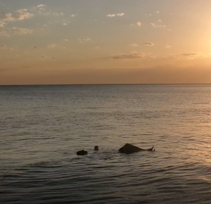 A relaxing float after finishing a swim, in reclined position, with the open water swim buoy tow float under the swimmer's knees. 